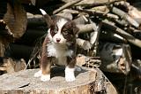 BERGER AUSTRALIEN PUPPIES 799